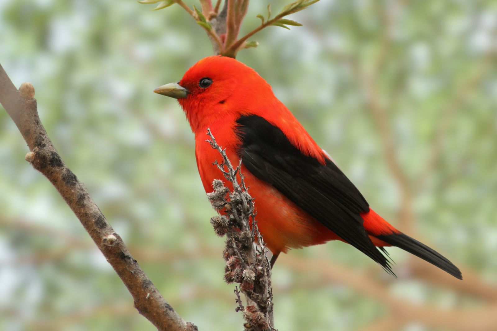 Scarlet Tanager