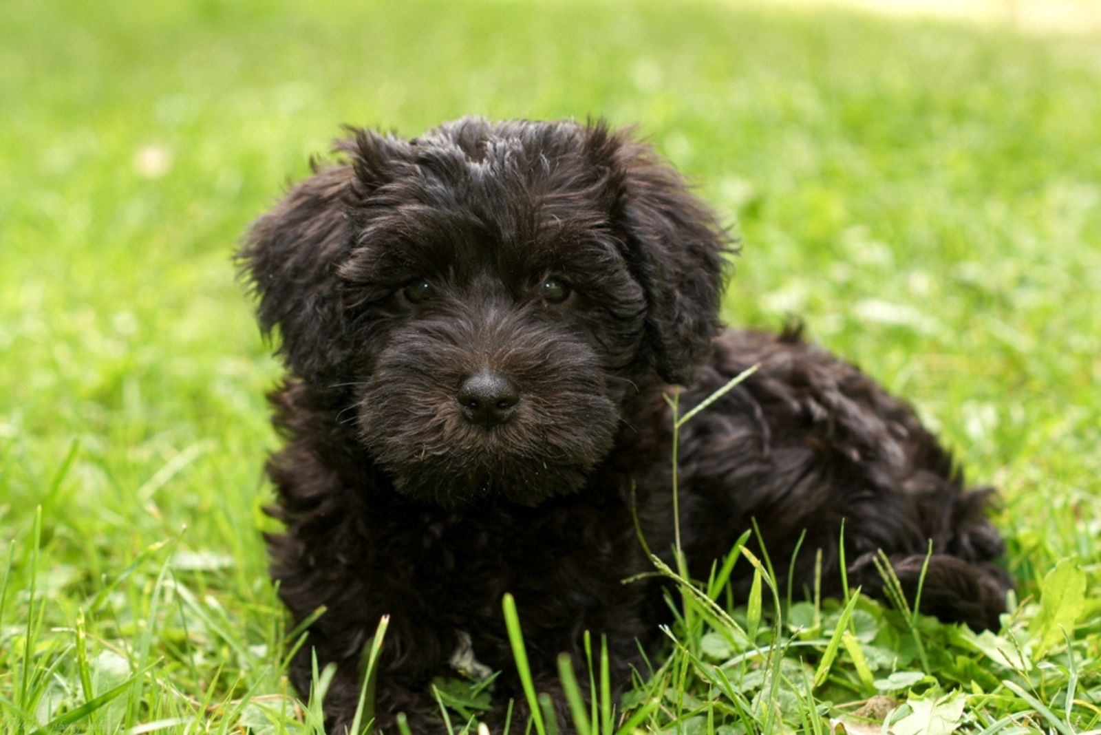 Schnoodle dog