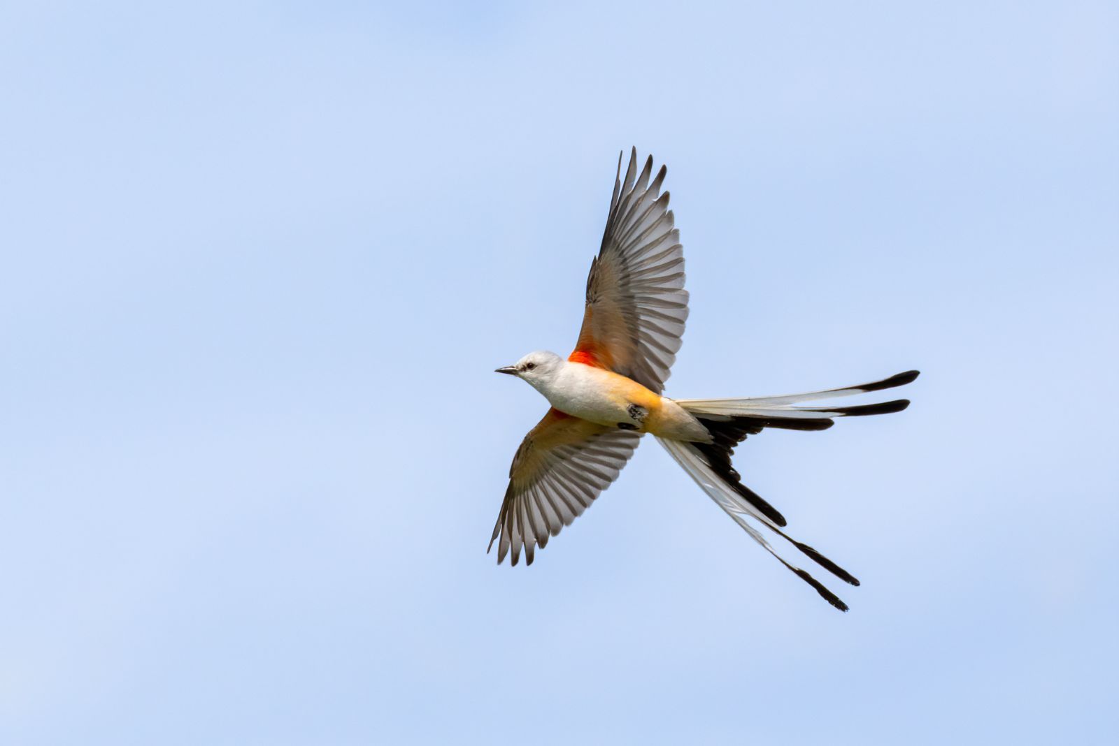 Scissor-Tailed Flycatcher