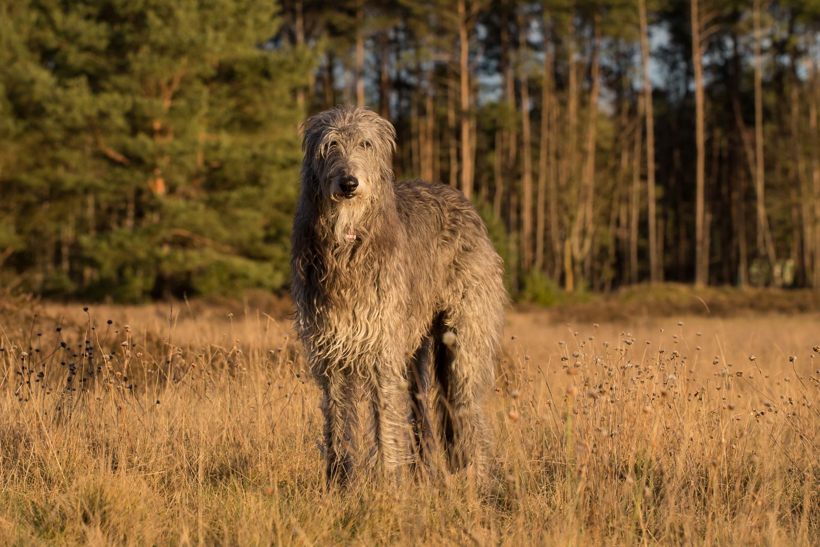 Scottish Deerhound