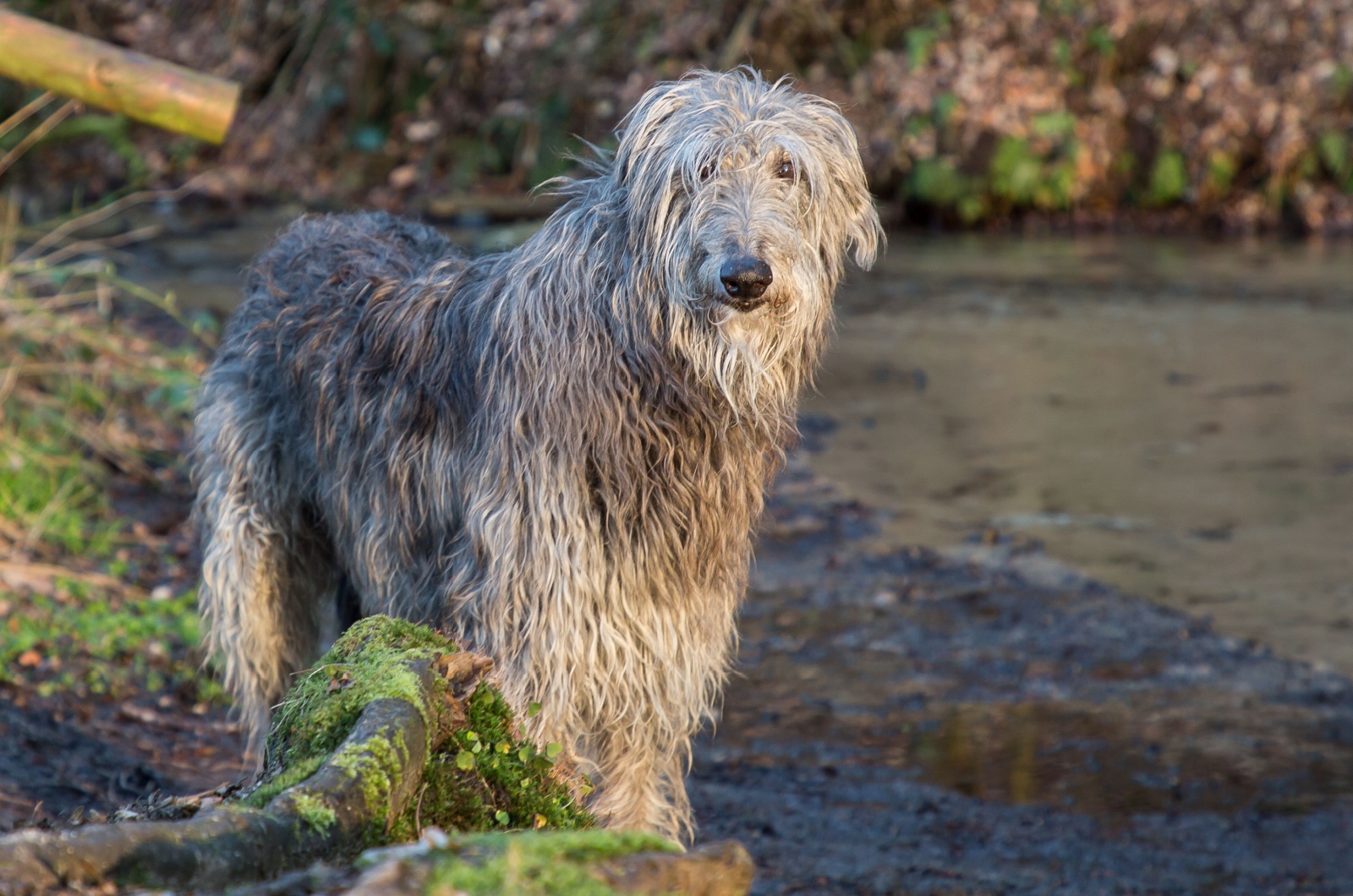 Scottish Deerhound