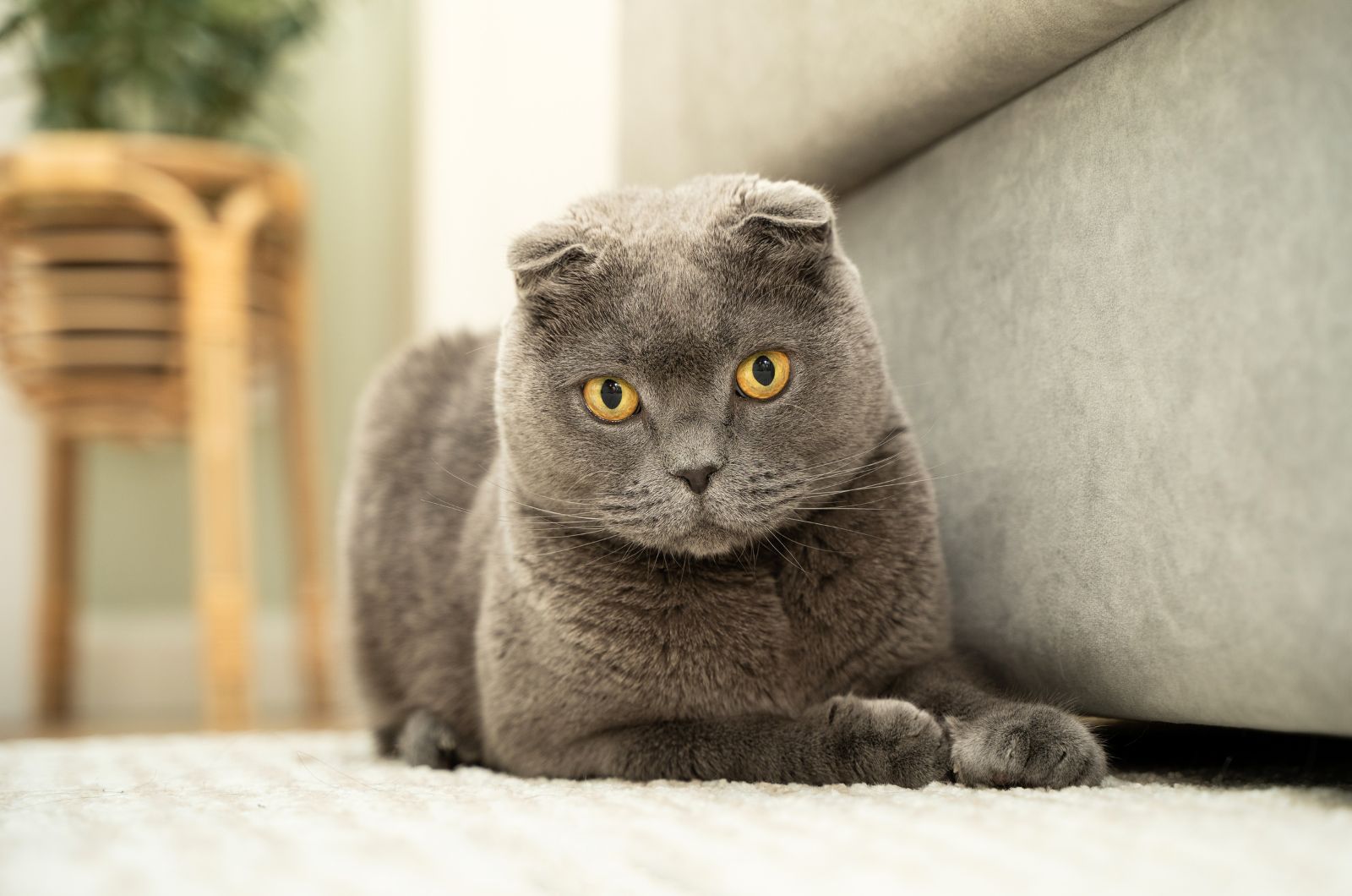 Scottish Fold