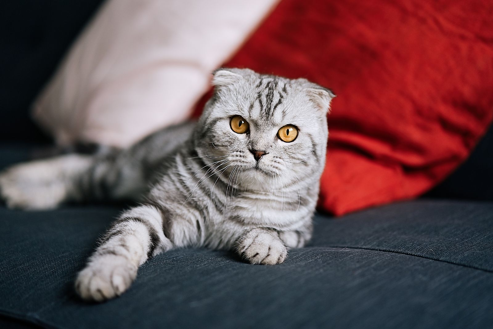 Scottish Fold cat lying