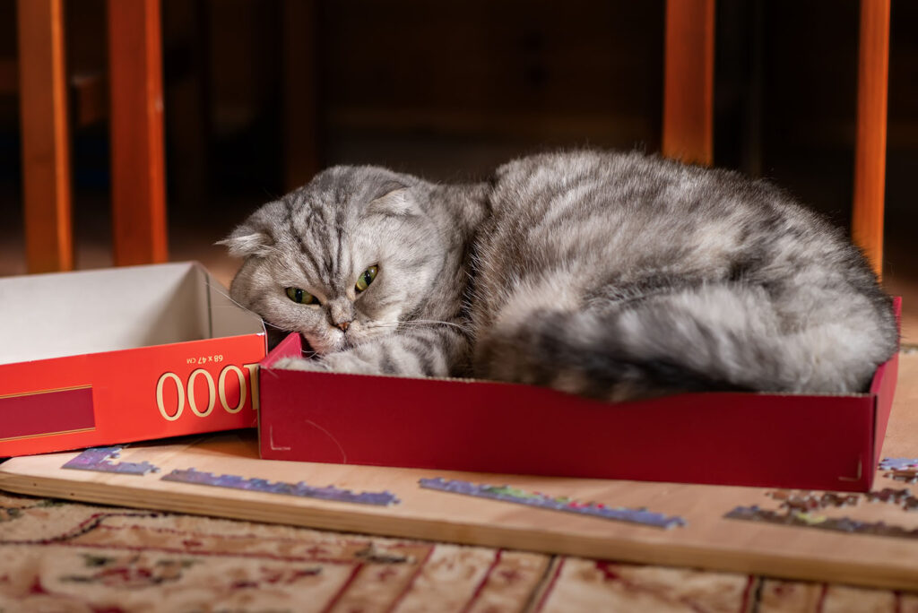 Scottish Fold lying in a package