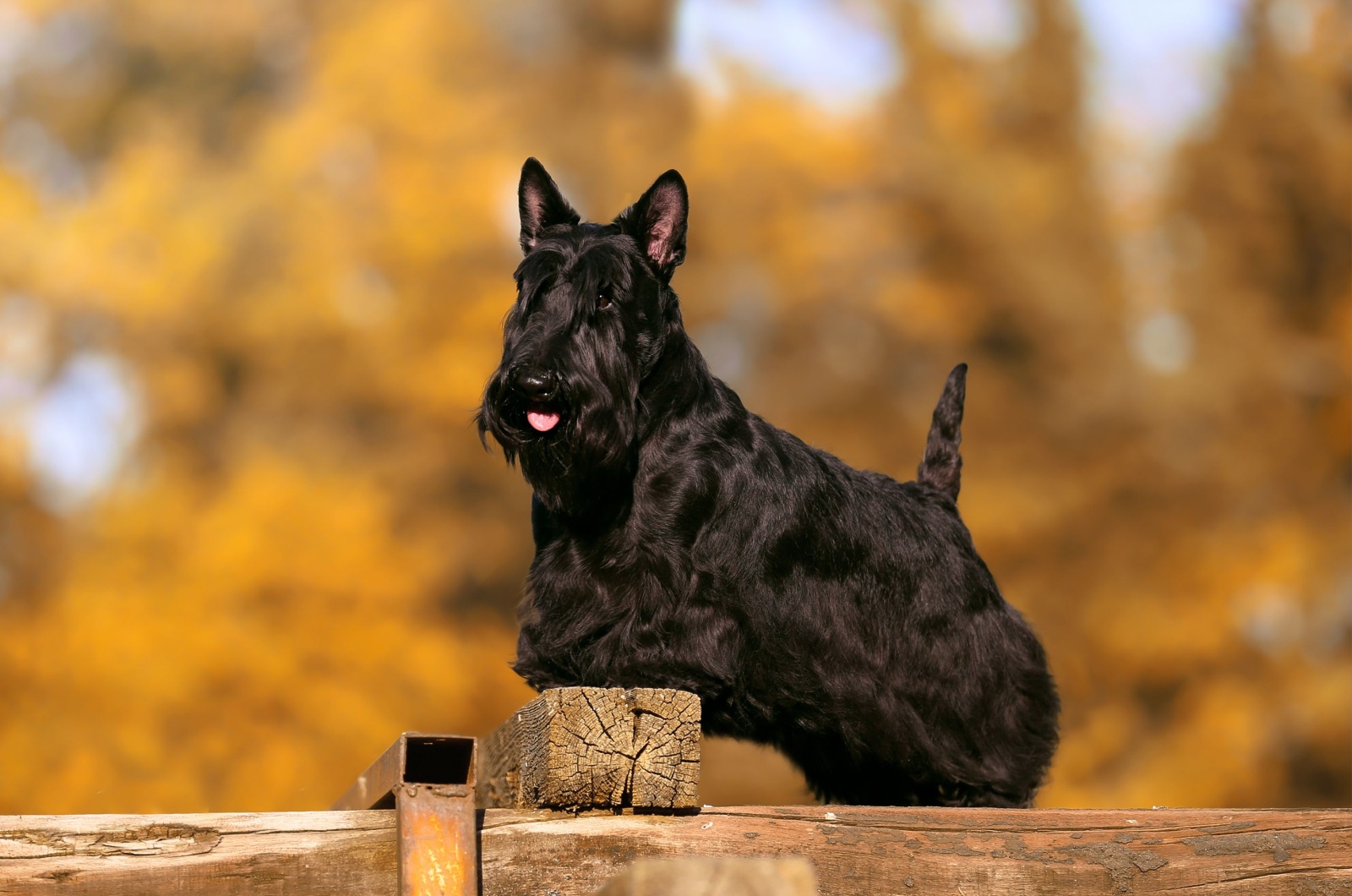 Scottish Terrier