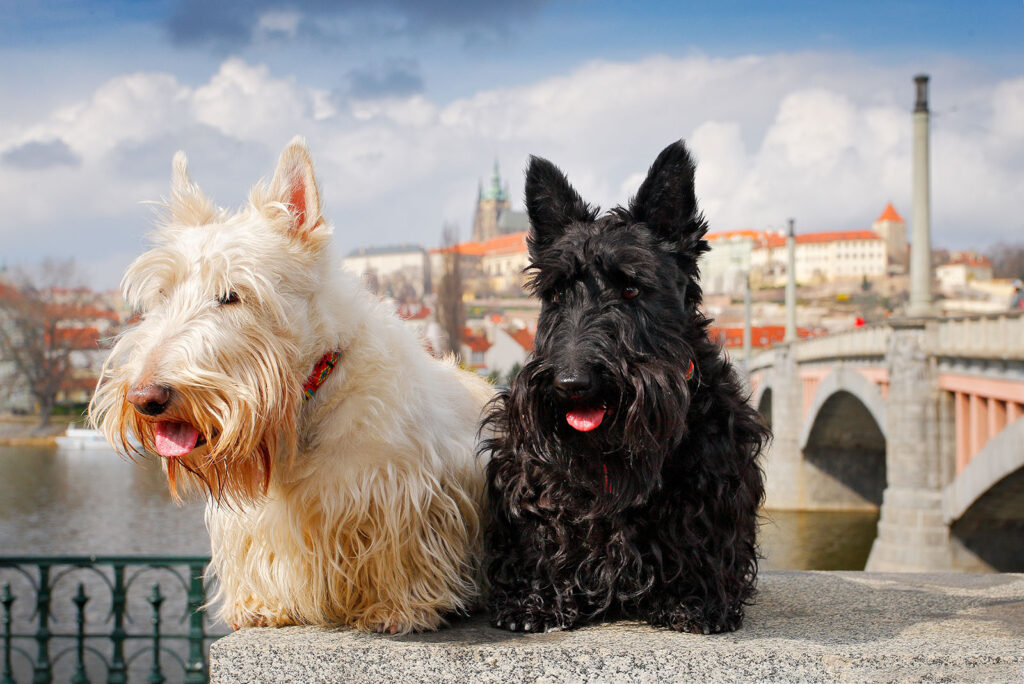 Scottish Terrier