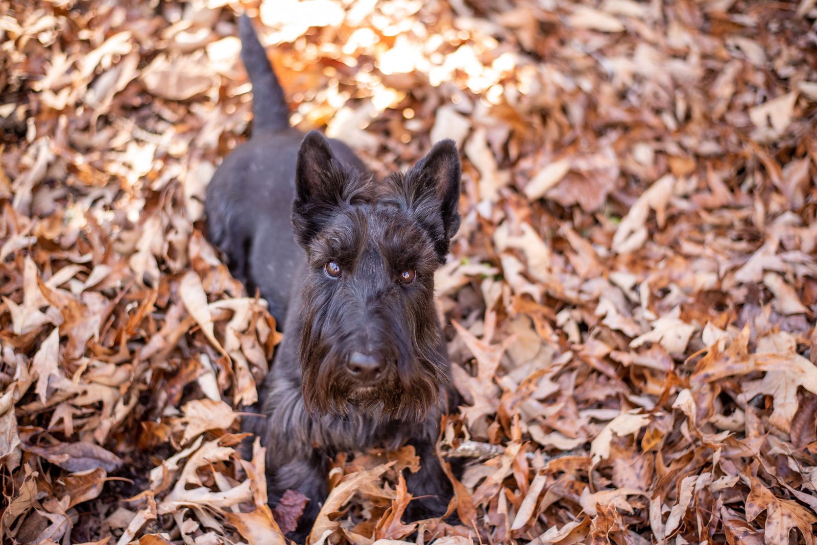 Scottish Terrier