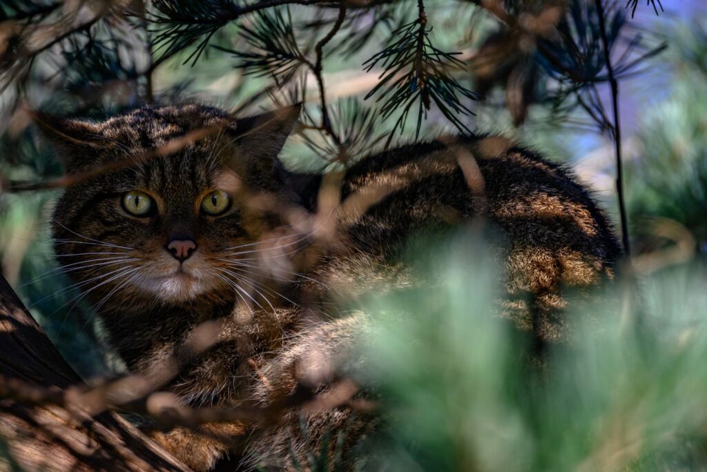 Scottish Wildcat