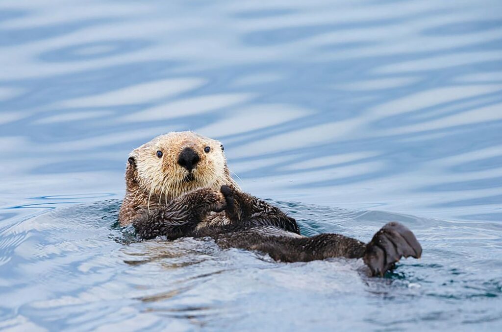 Sea Otter