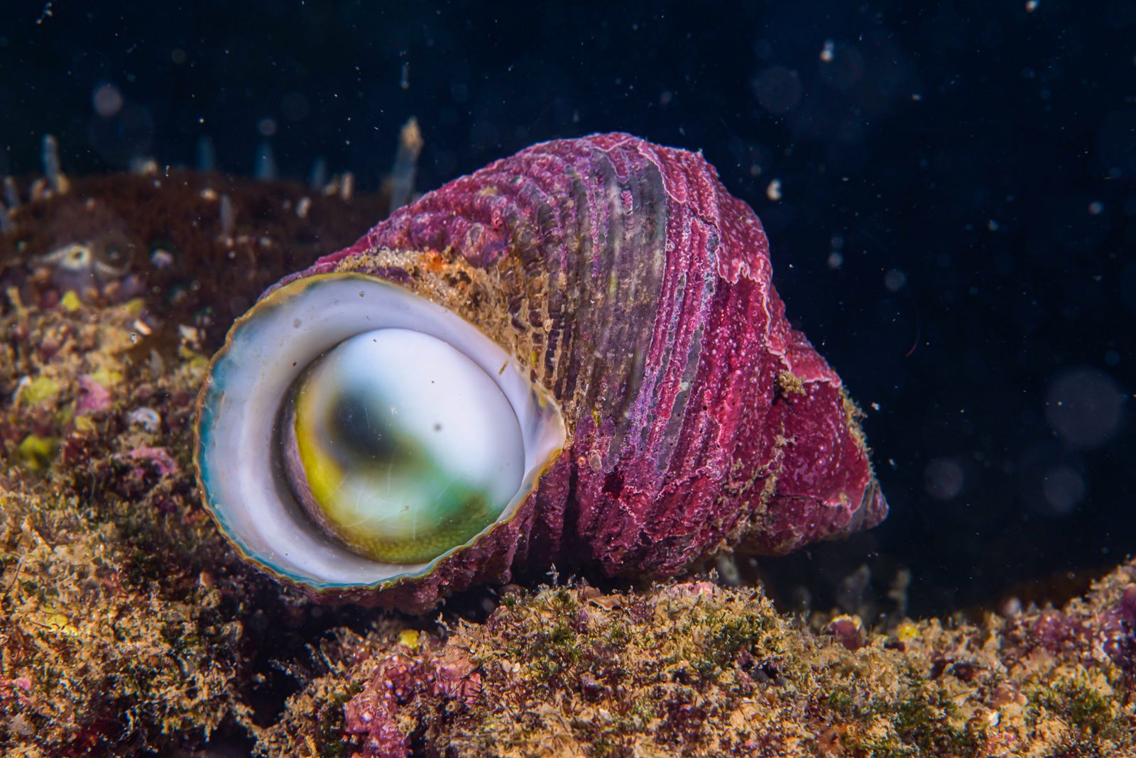 Sea Snail