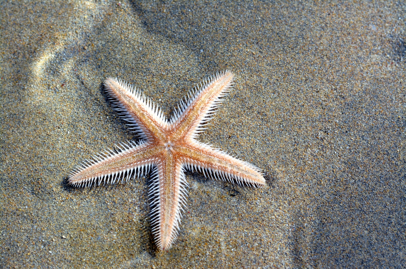 Sea Star