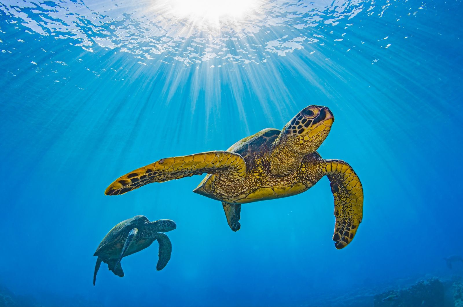 Sea Turtles