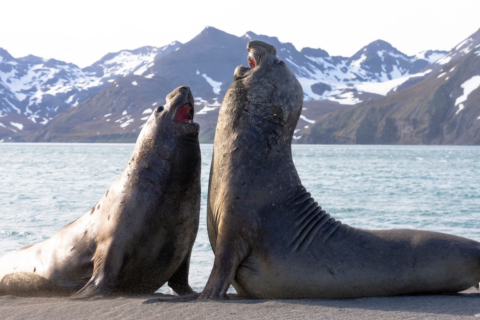 Seals