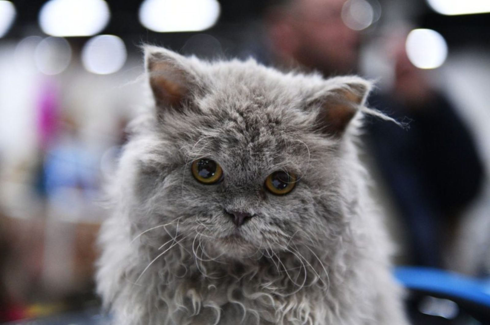 Selkirk Rex cat