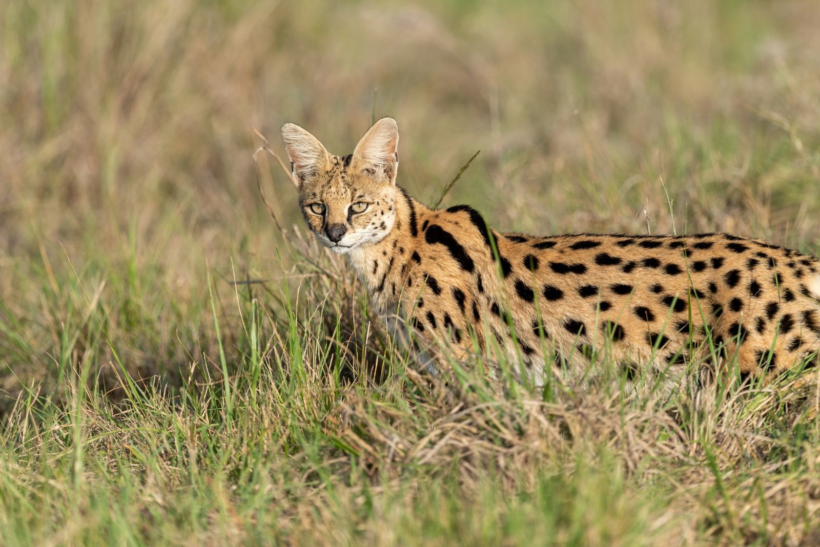 Serval Cat