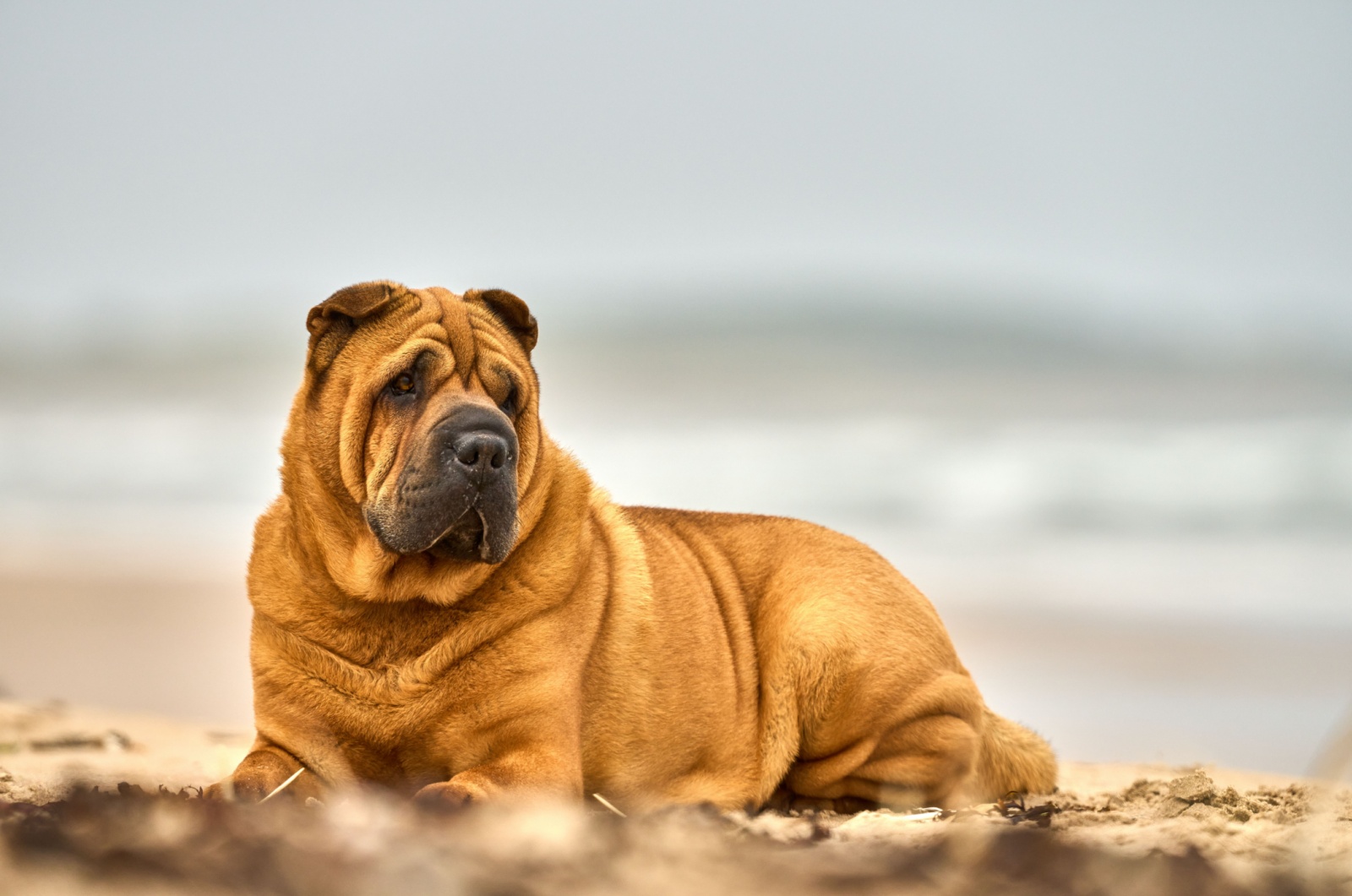 Shar Pei