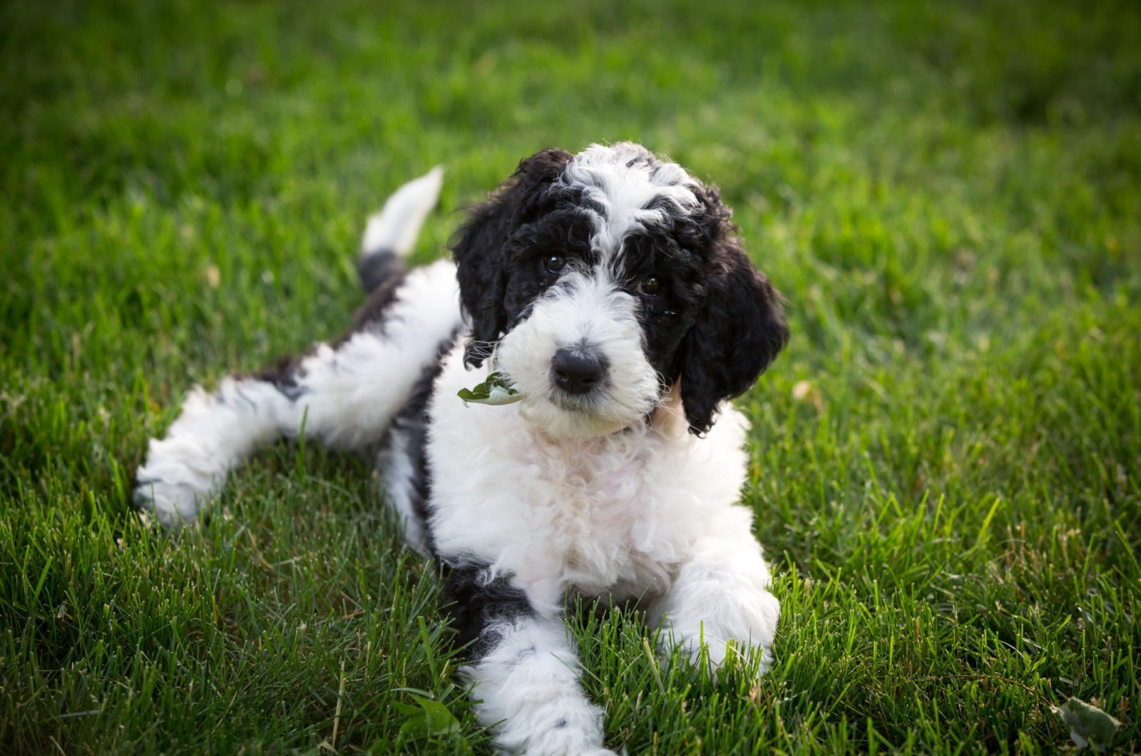 Sheepadoodle