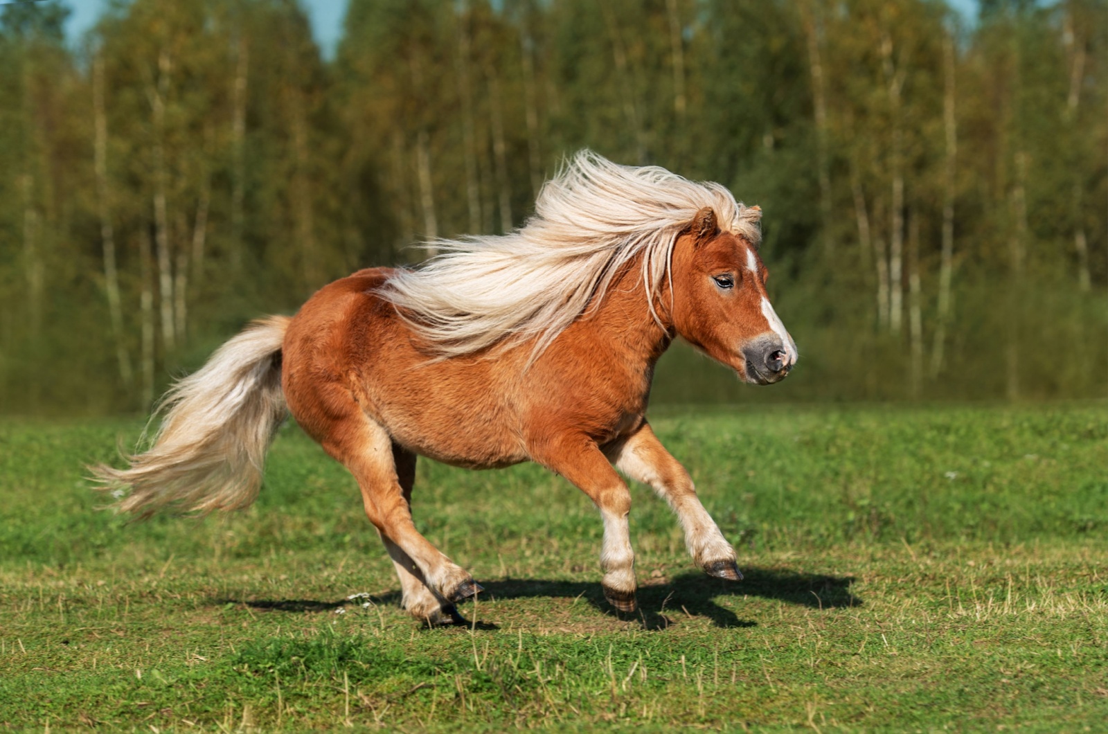 Shetland Pony