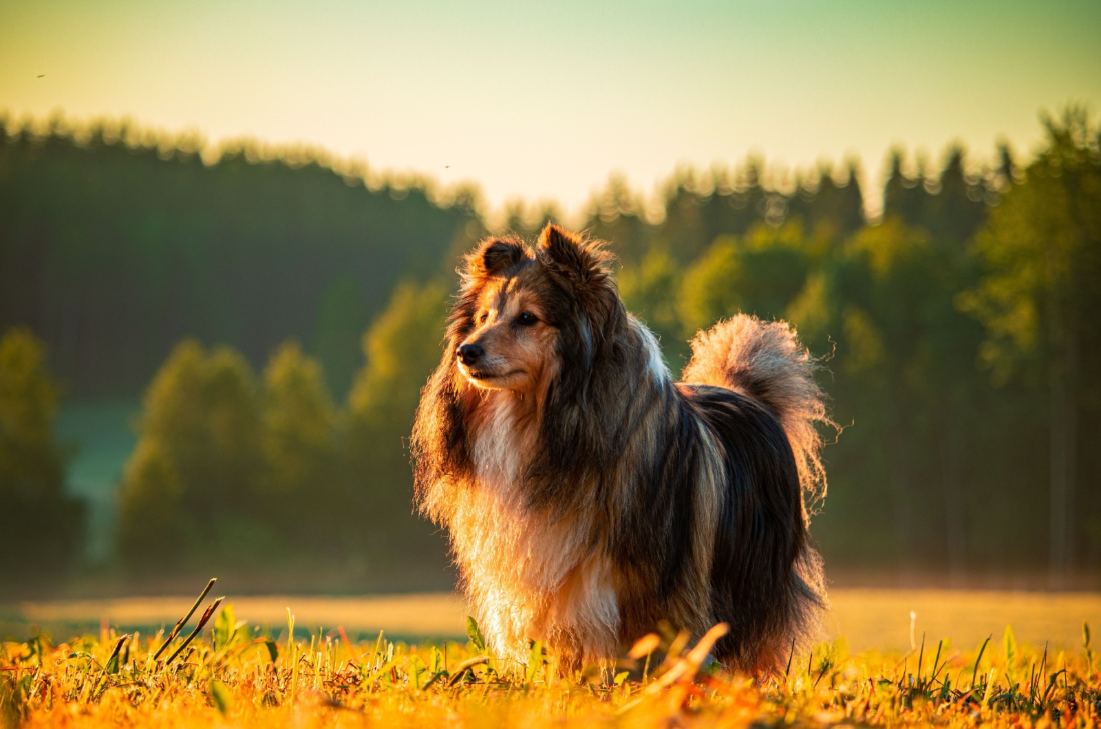 Shetland Sheepdog