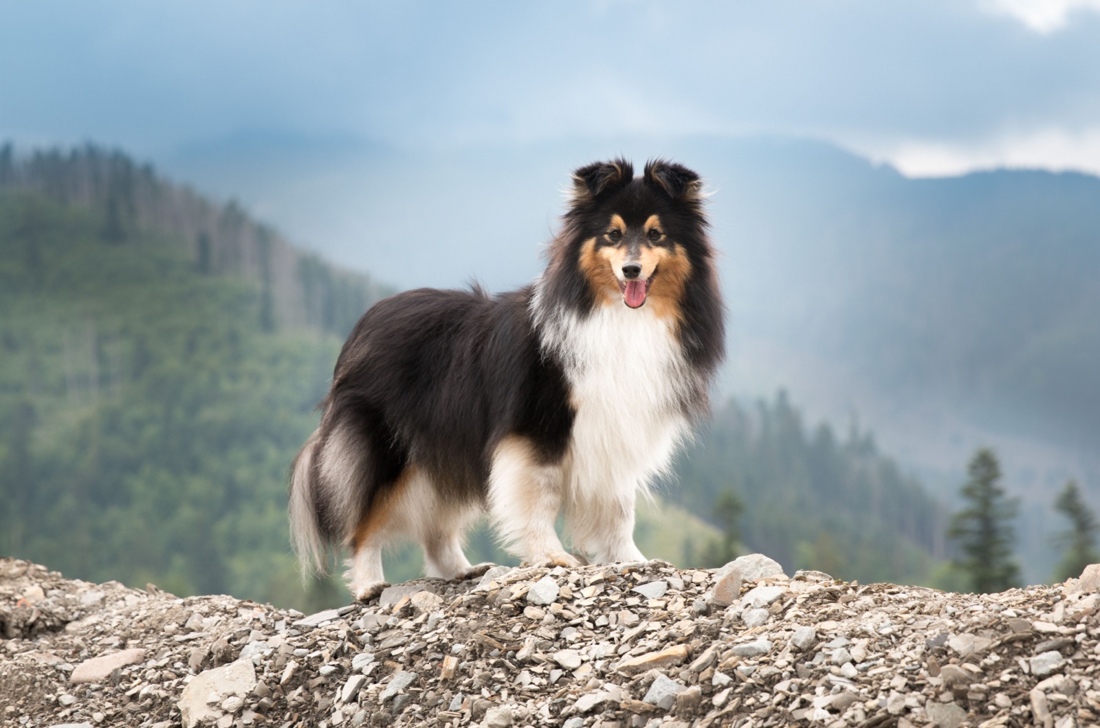 Shetland Sheepdog