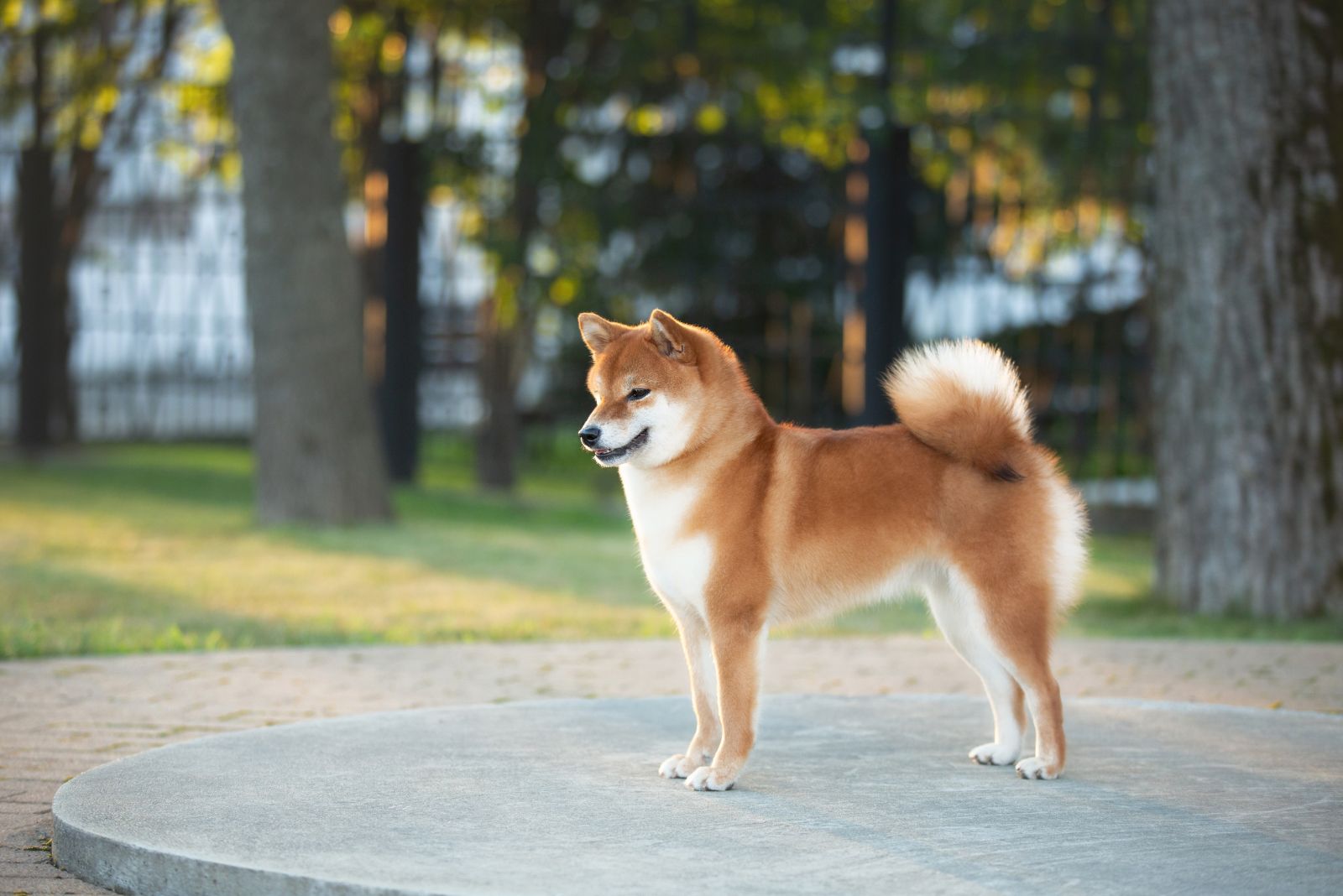 Shiba Inu