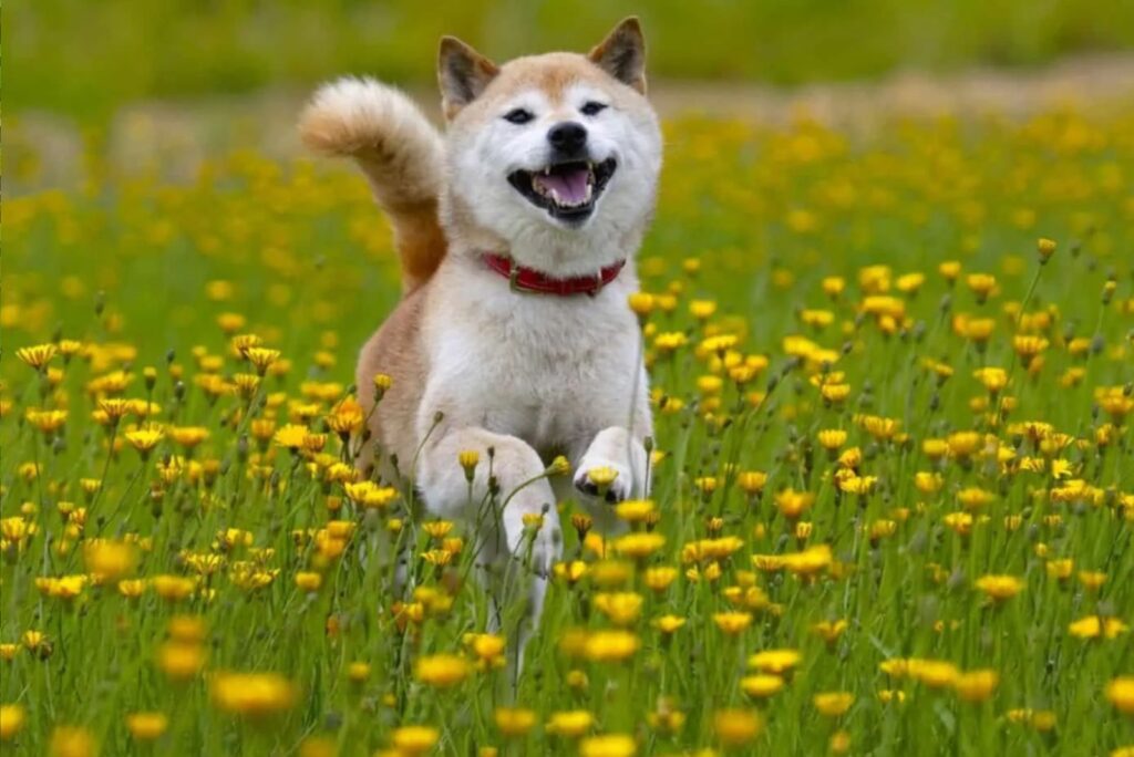 Shiba Inu