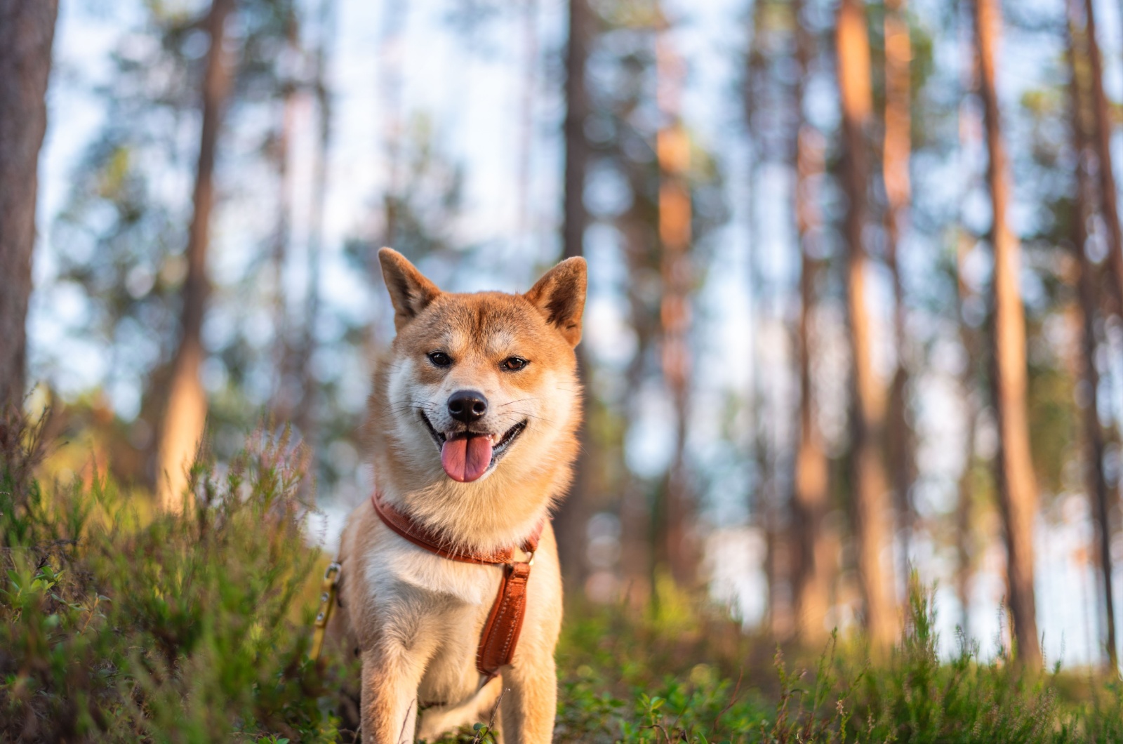 Shiba Inu