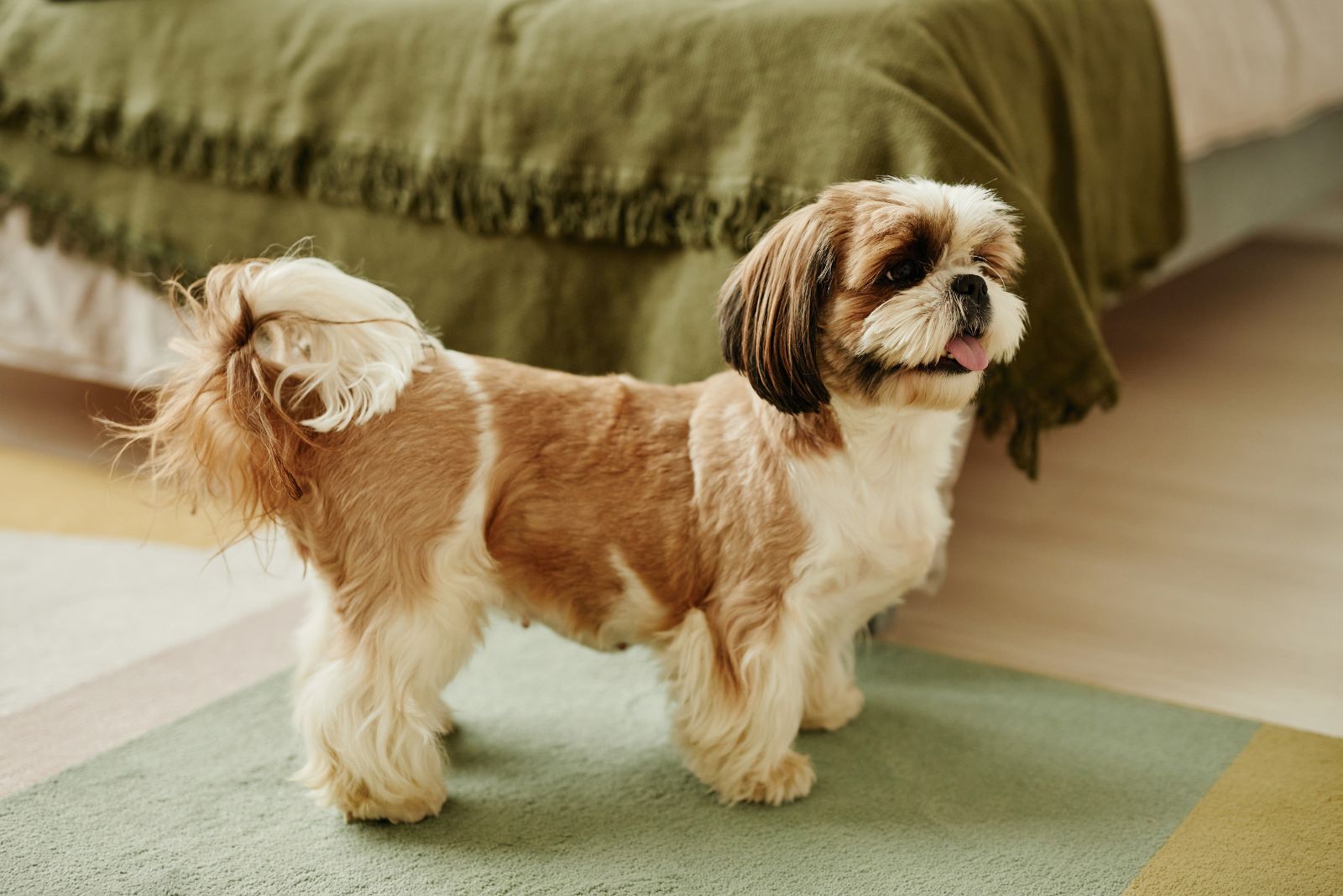 Shih Tzu