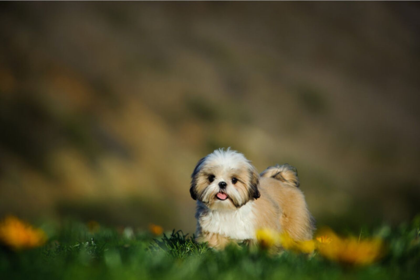 Shih Tzu