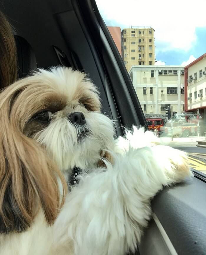 Shih Tzu in a car