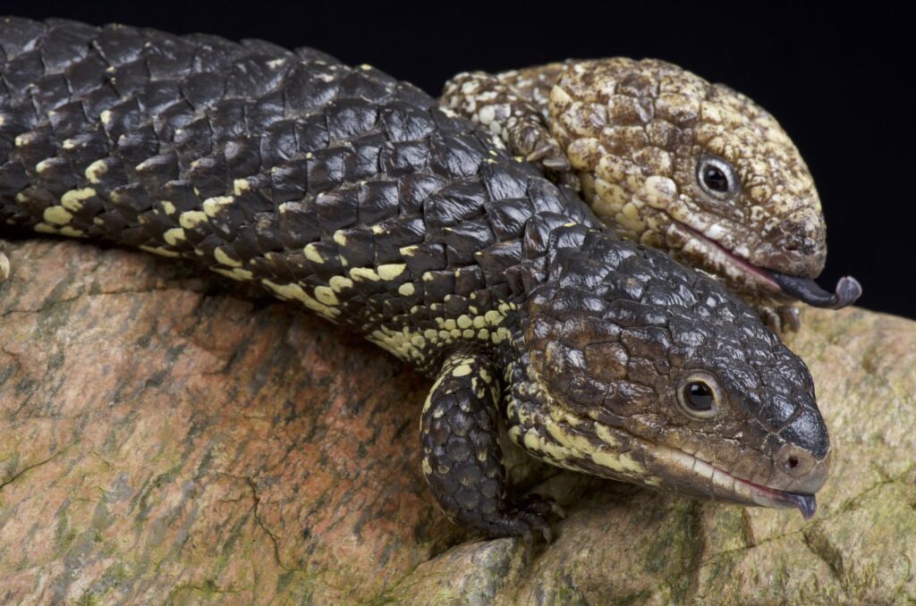 Shingleback Lizards