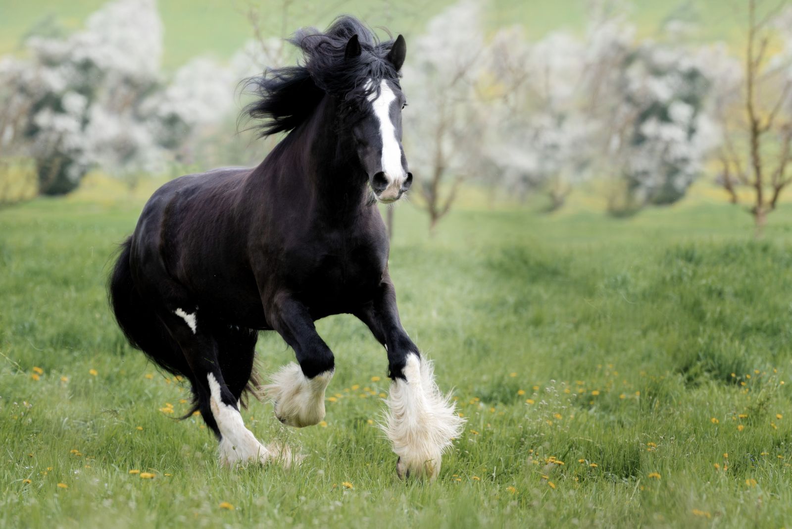 Shire horse