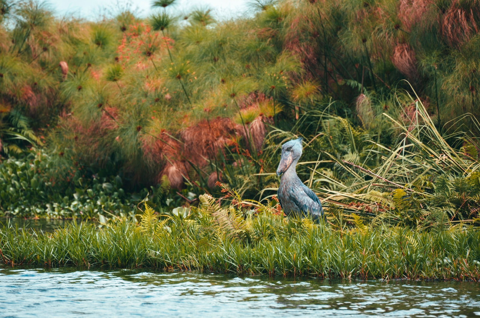 Shoebill