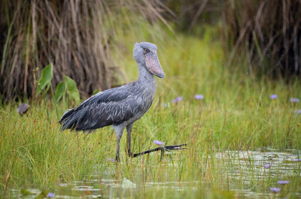 Shoebill