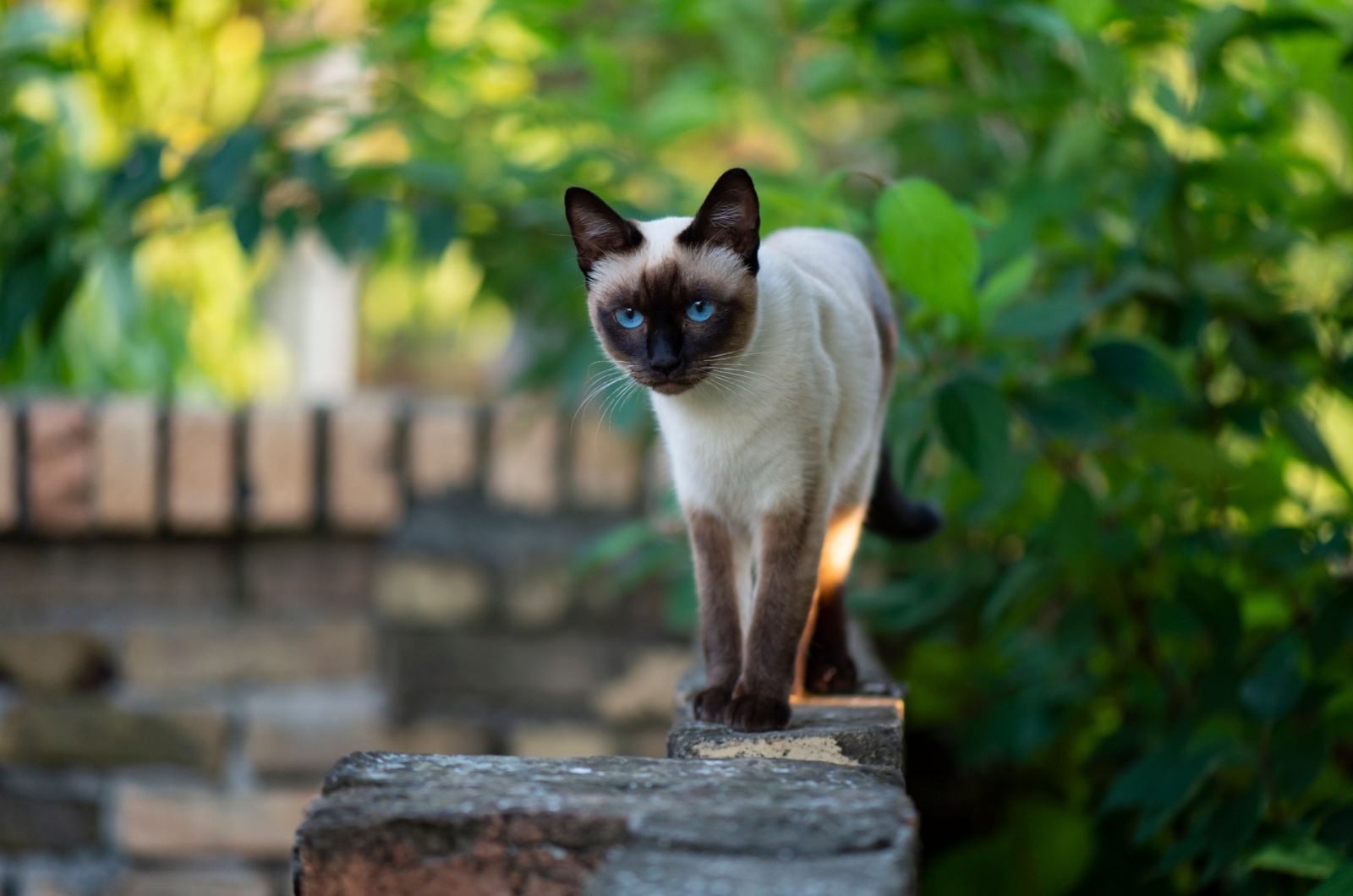 Siamese Cats