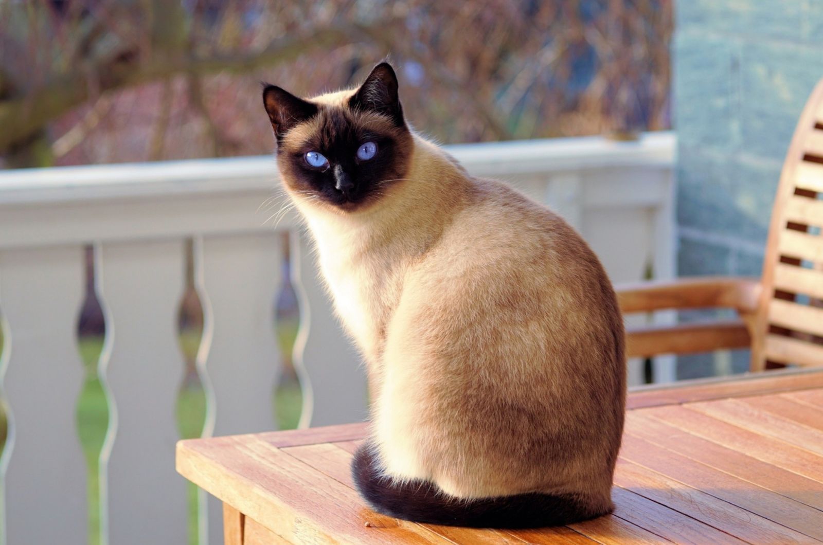 Siamese cat