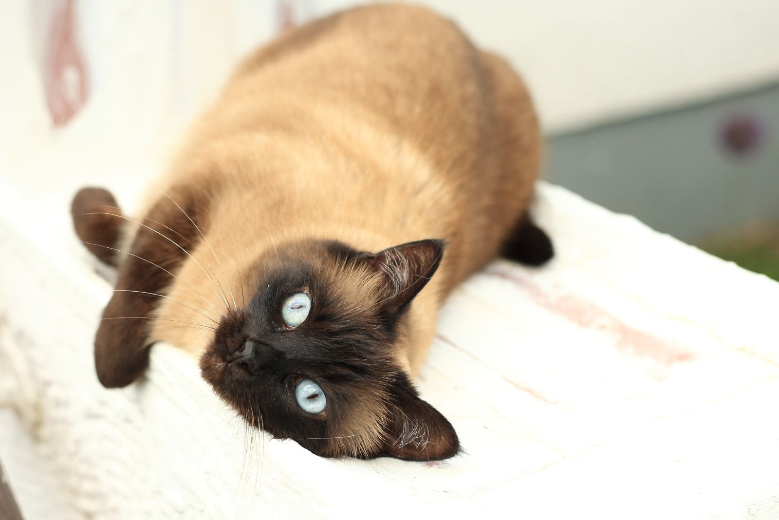 Siamese cat relaxing