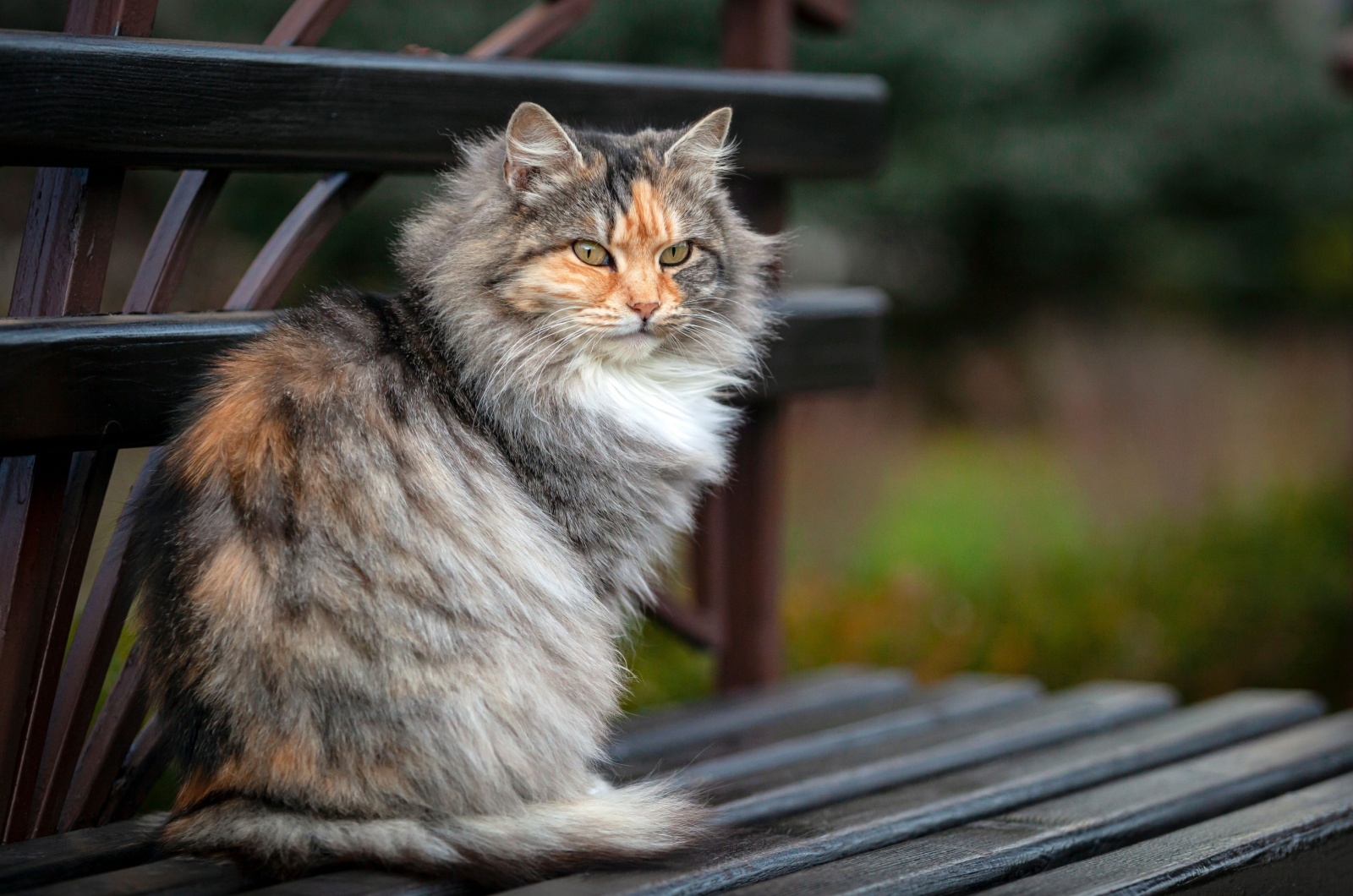 Siberian Cat