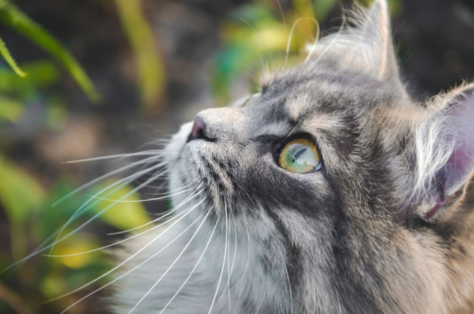 Siberian Cat