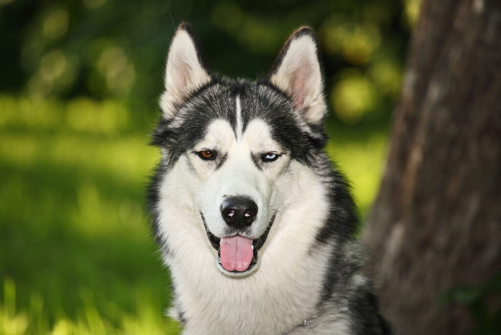 Siberian Husky