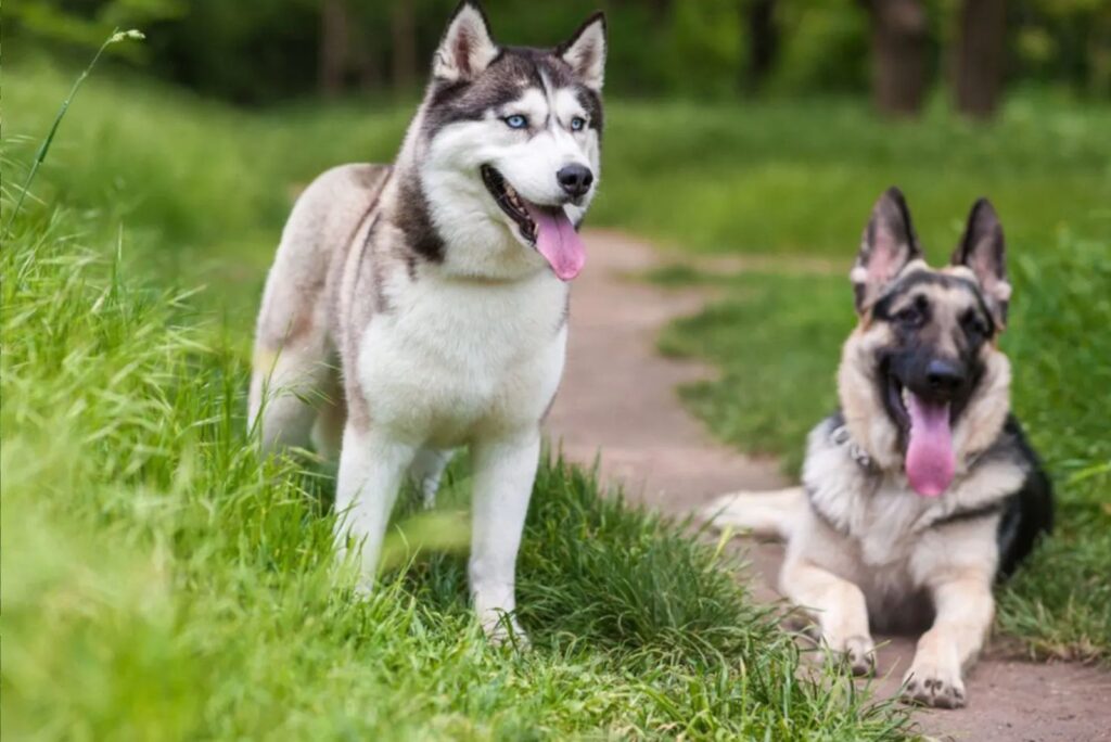 Siberian Husky