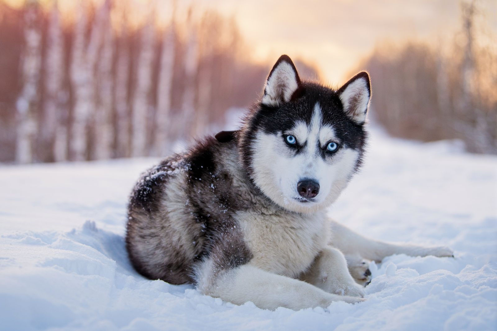 Siberian Husky