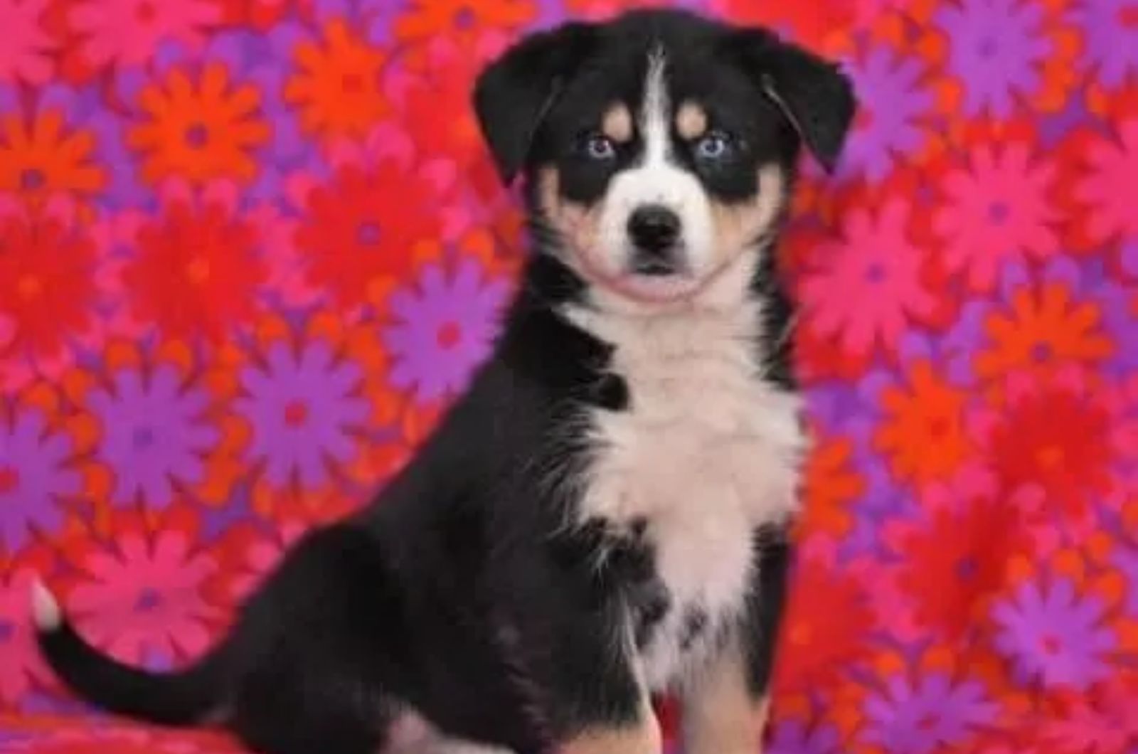 Siberian Husky X Bernese Mountain Dog Mix