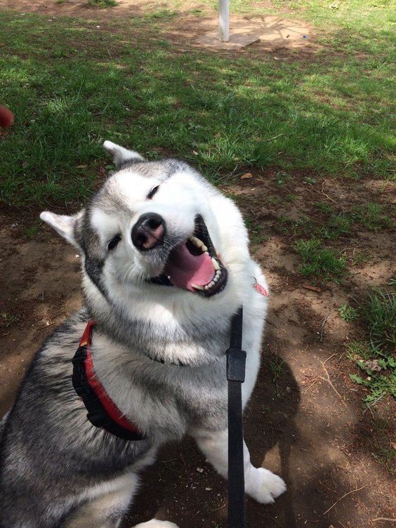 Siberian Husky