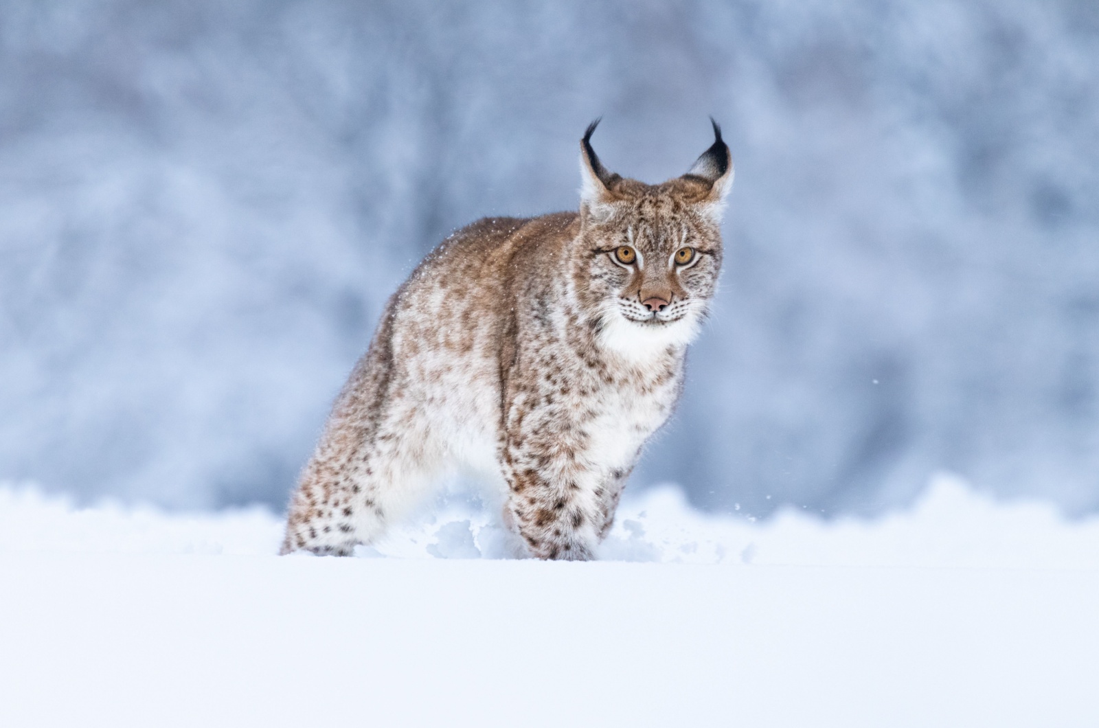 Siberian Lynx