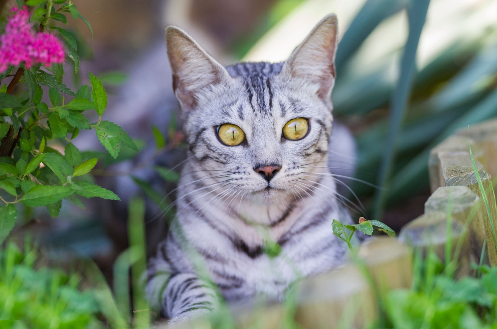 Silver Bengal cat