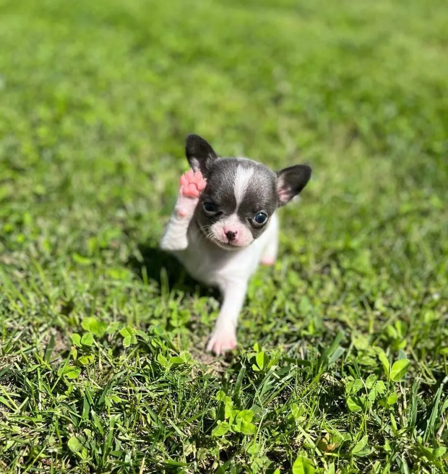 Silver chihuahua