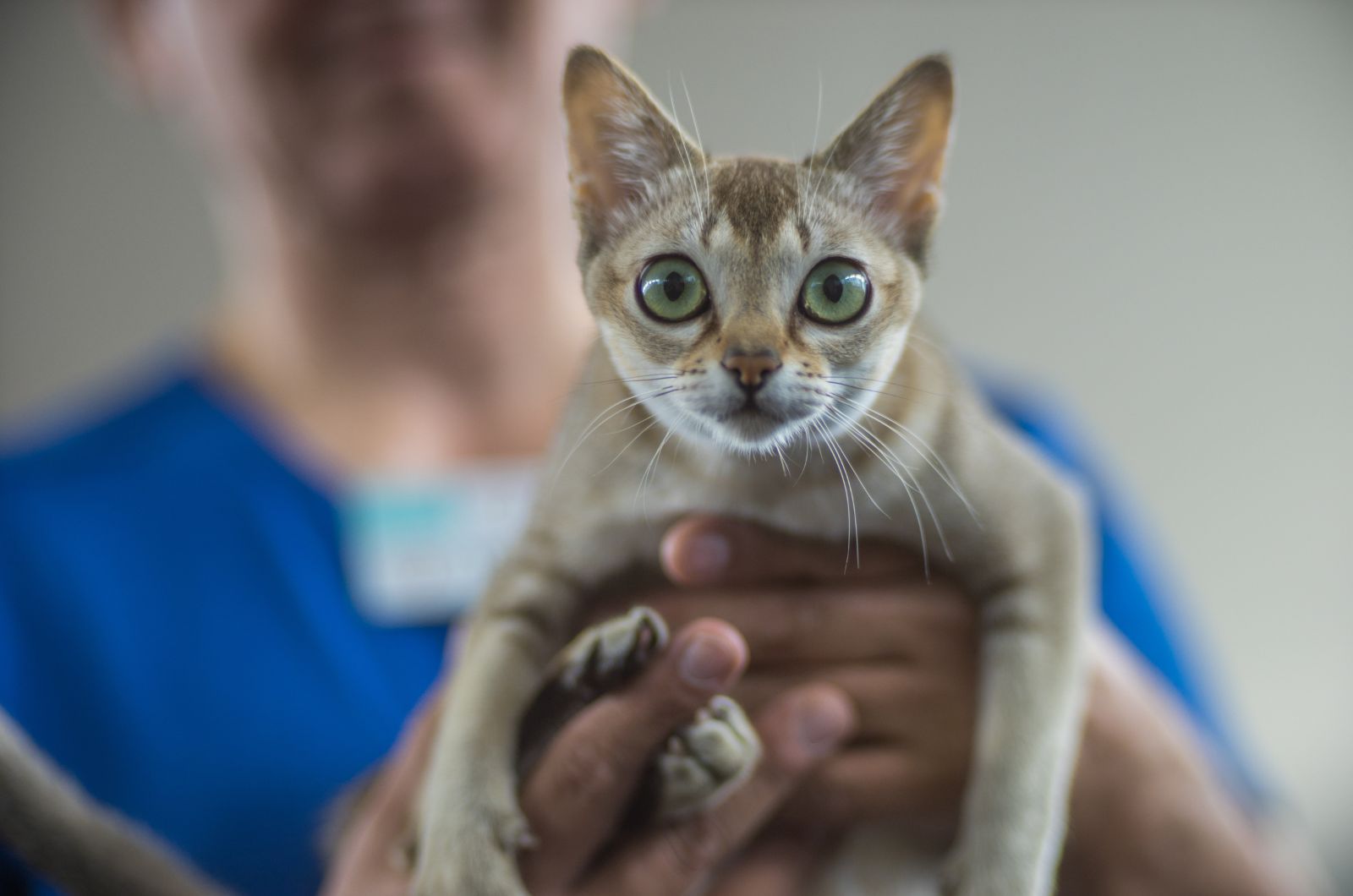 Singapura Cat