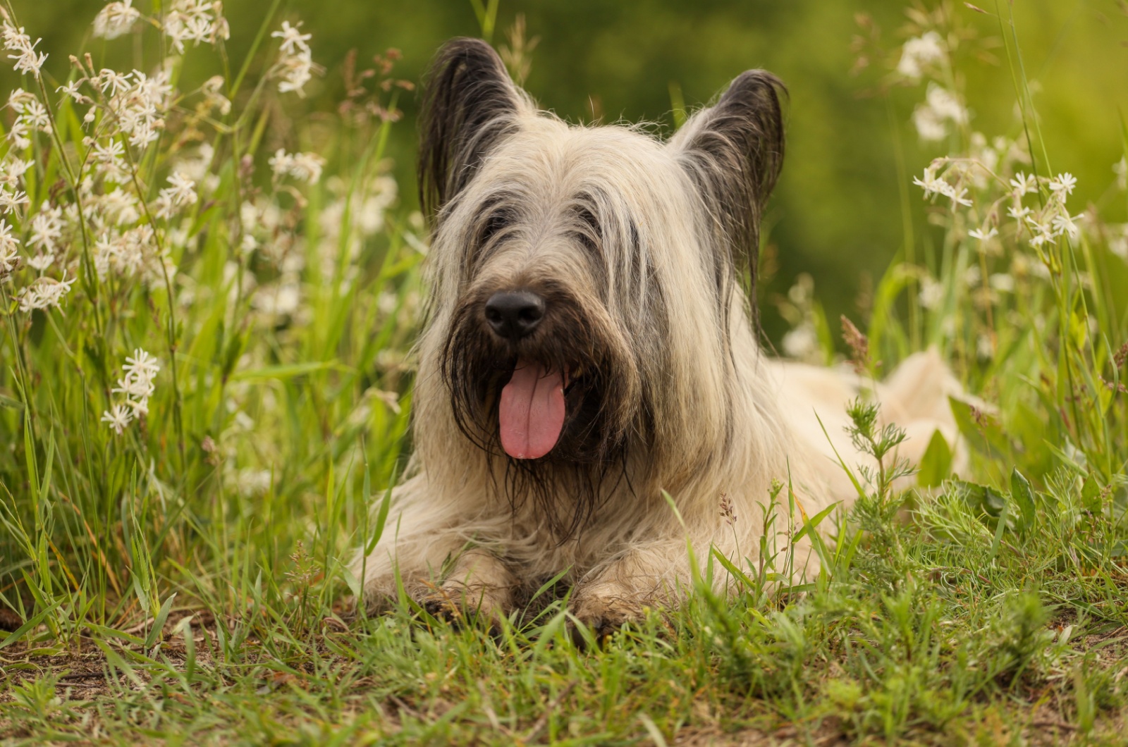 Skye Terrier