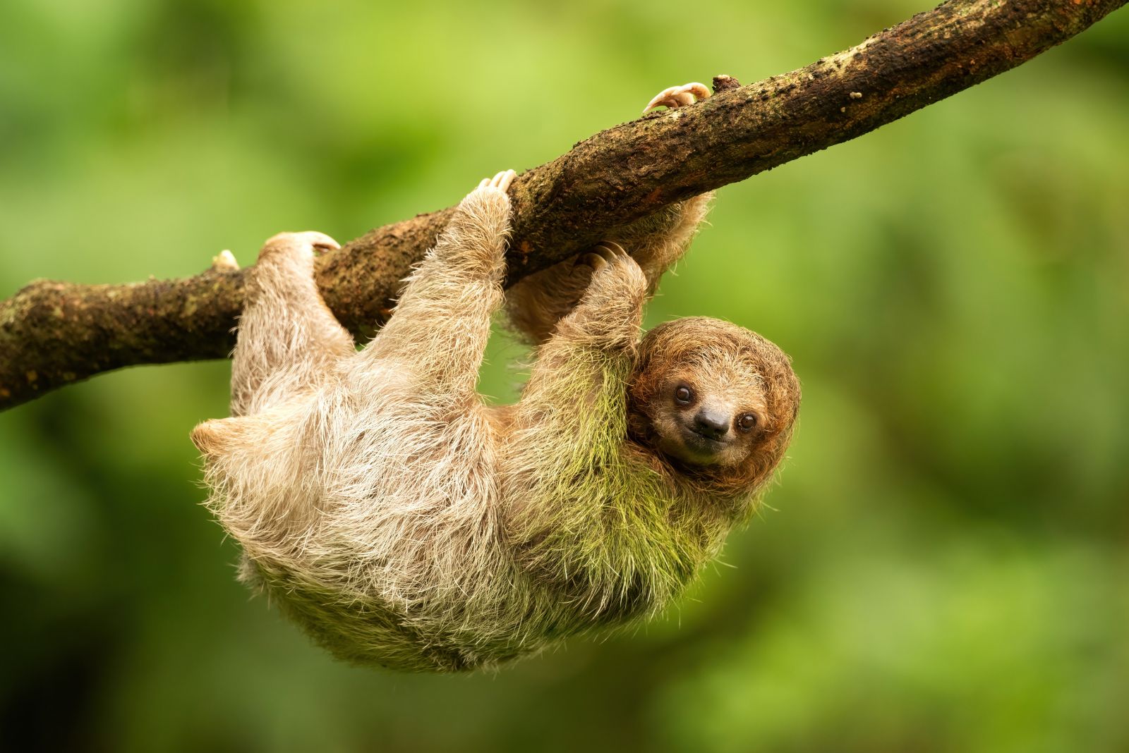 Sloth